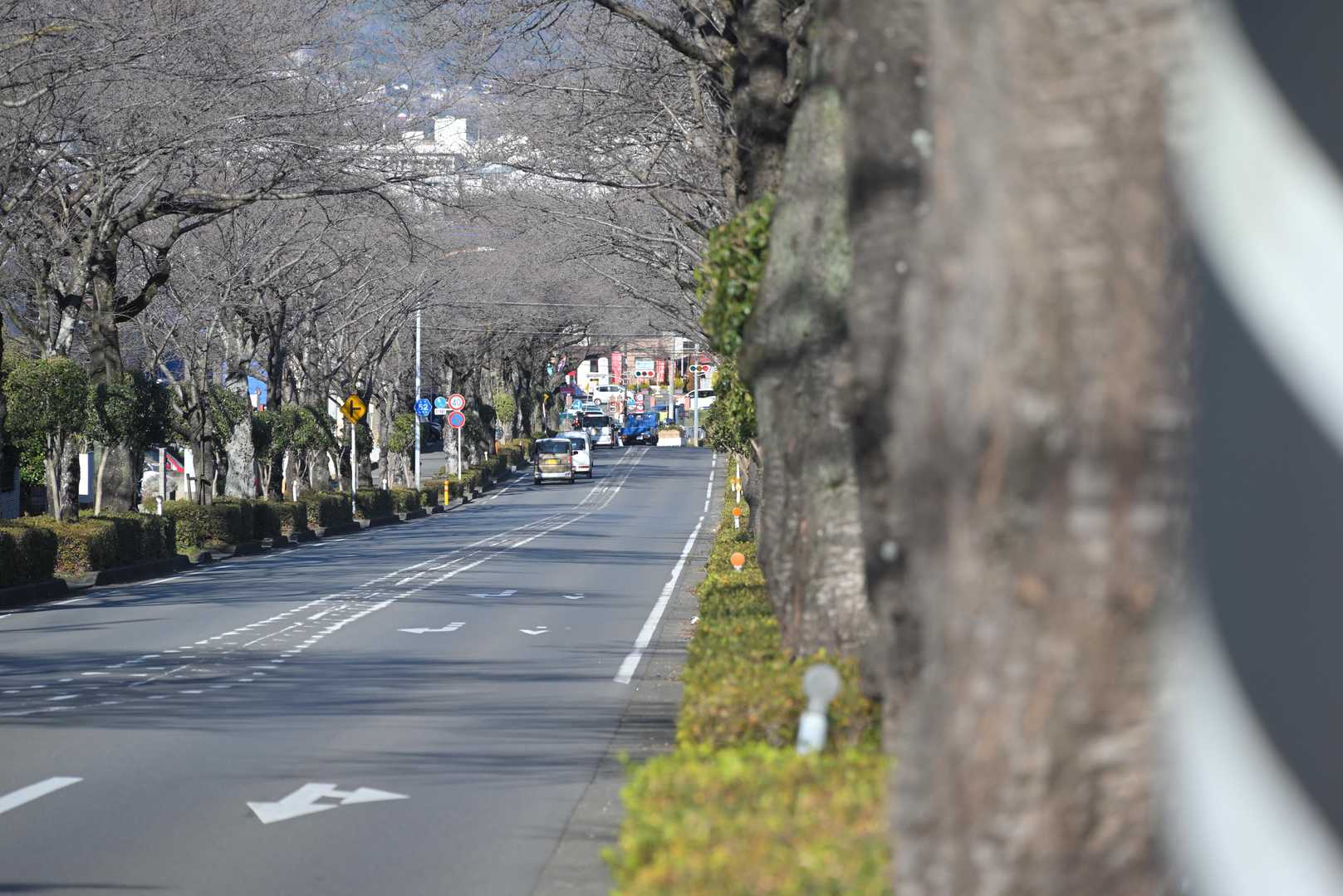 ここは、はだの桜みち。春には、桜のトンネルになるところ🌸