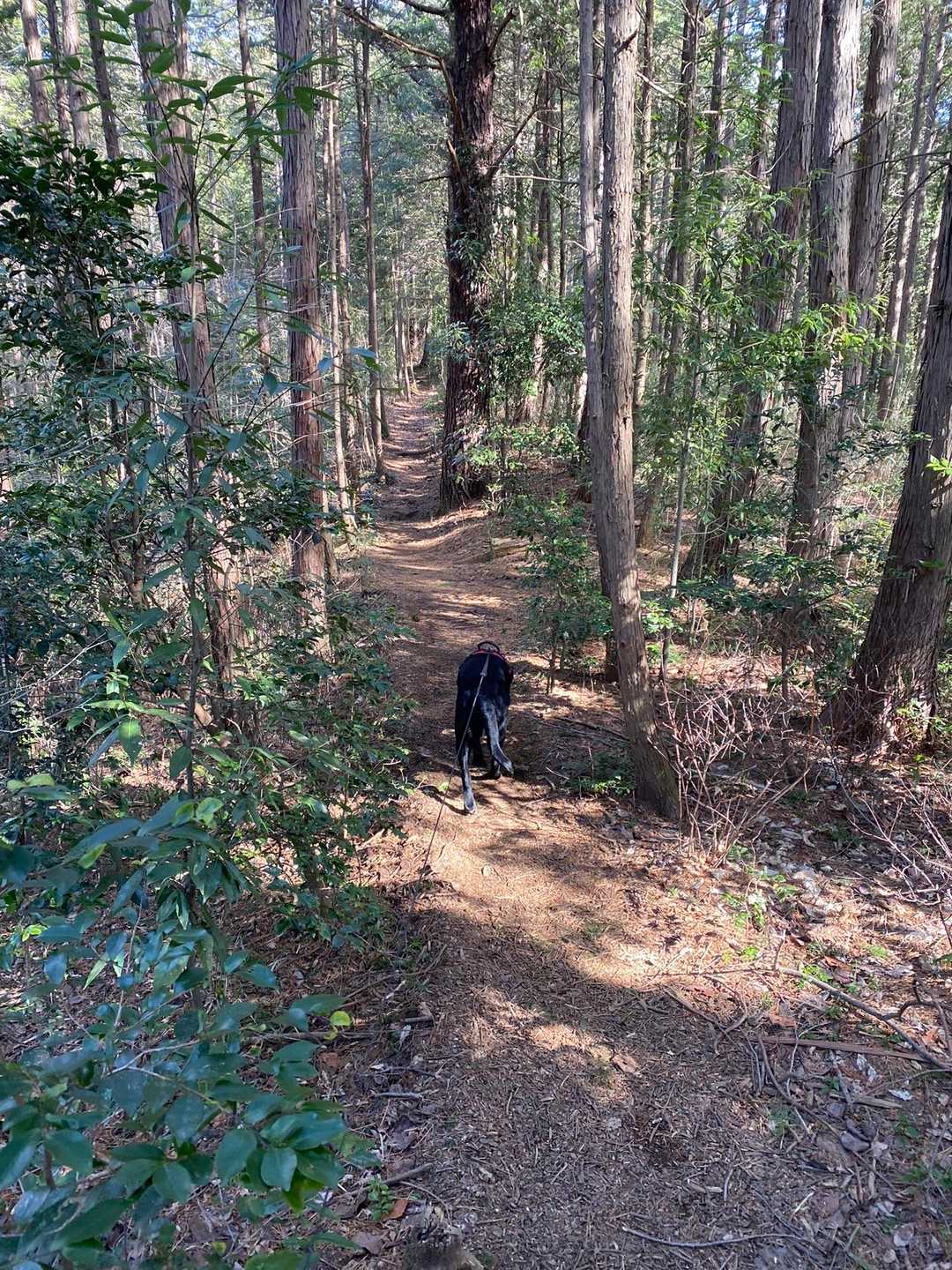宇都宮市森林公園駐車場登山口-長倉山 往復コースの写真