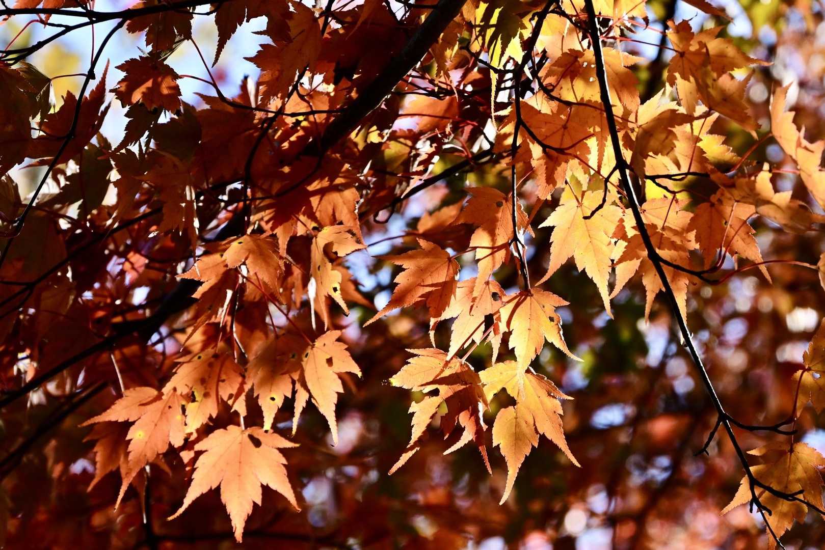 麓に下りてくるまでのあと数週間はもみじ狩り楽しめるでしょうか🍁
