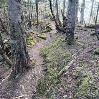雲取山山頂から北側に入ると、苔が増えて植生が変わった感じ。八ヶ岳ような雰囲気