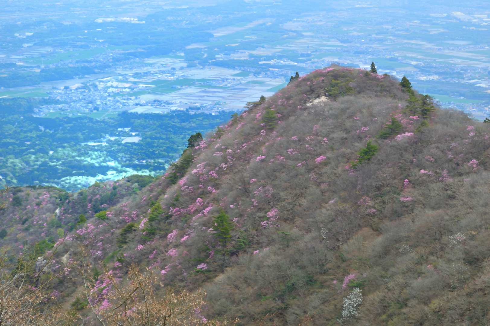 登ってきた岩ヶ峰
アカヤシオのパッチ