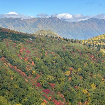 赤いポツポツ
後は、石狩岳