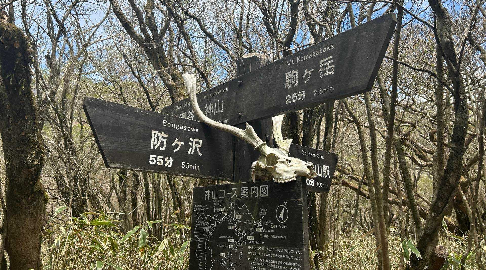 衝撃的（鹿さん？）