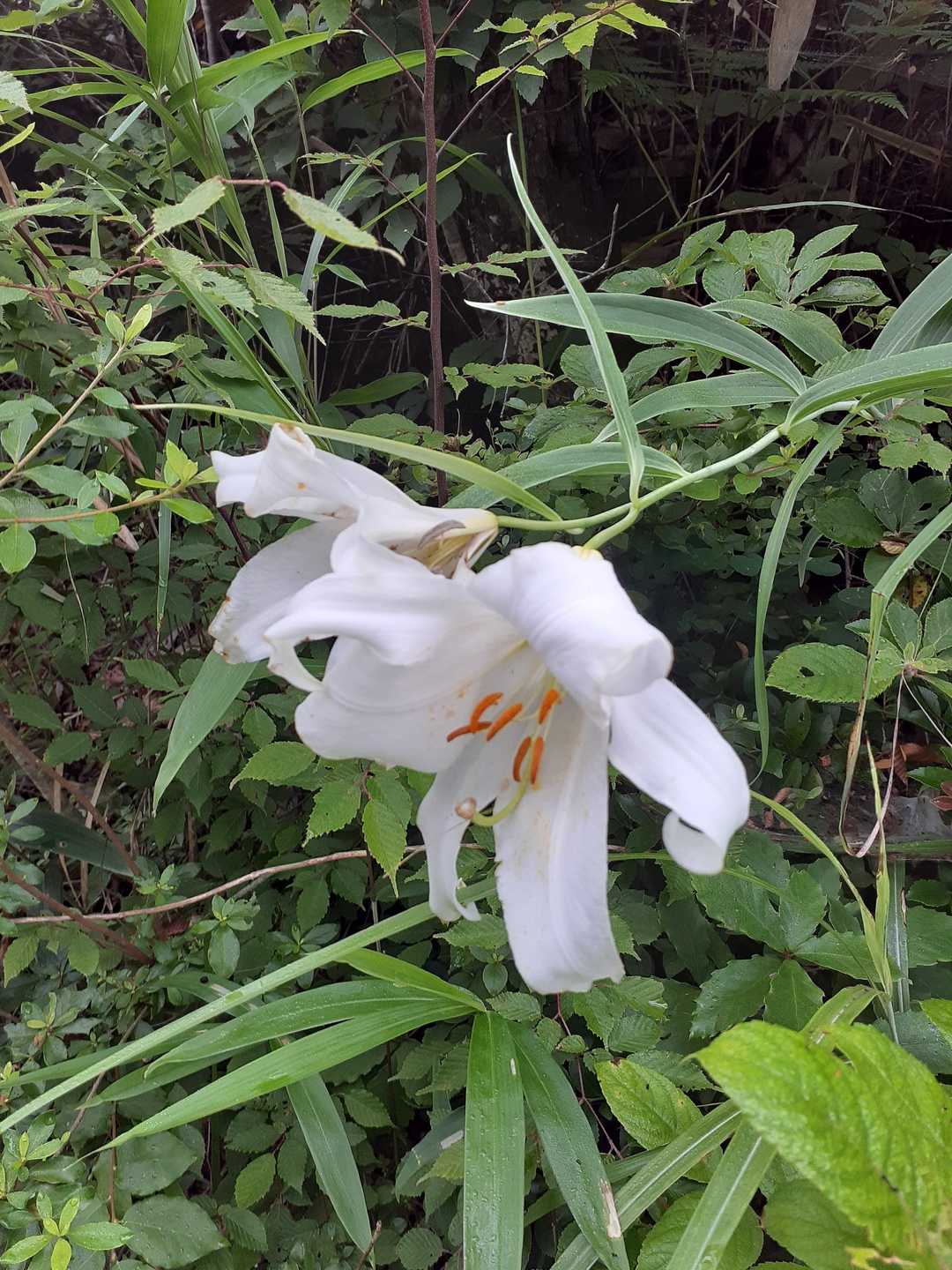 咲いているユリもありました