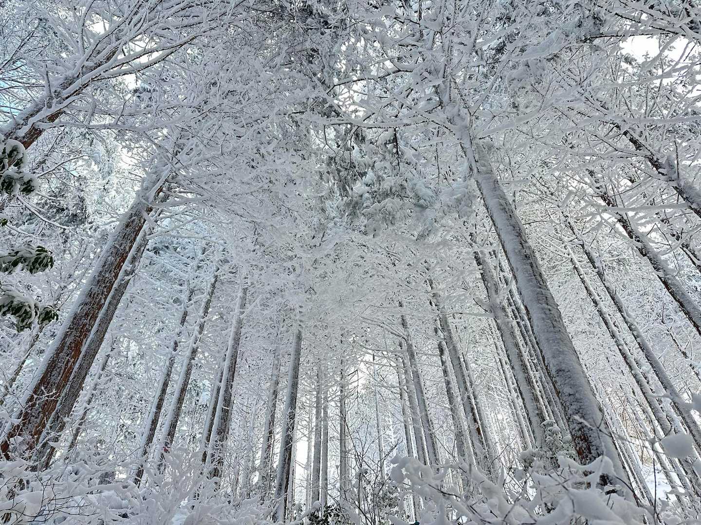 高見登山口→山頂→平野バス停　周遊コースの写真