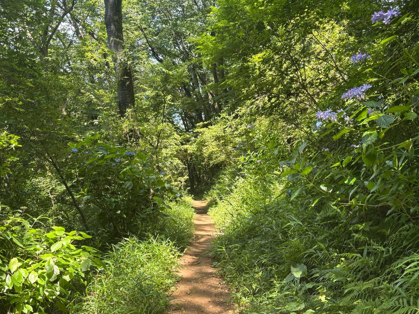 木でほとんど日陰だったけど、すごく蒸し暑かったです。
関東の低山、つらい季節です。
