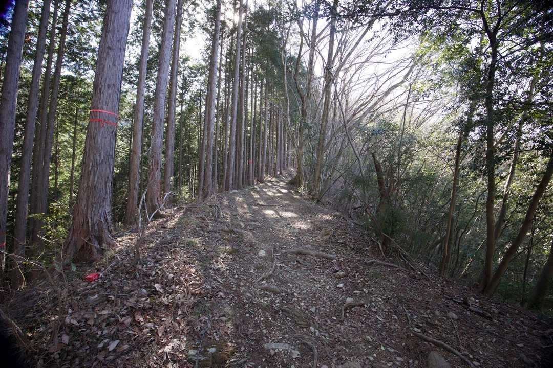 奥高尾〜裏高尾縦走（陣馬山・堂所山・富士見台・駒木野） の写真 9