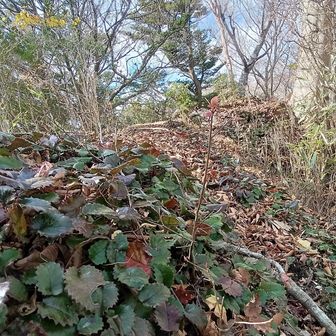 一帯がイワカガミの群生地が続く