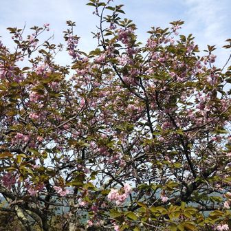 桜はかなり散っていたが，八重桜は残っていた。