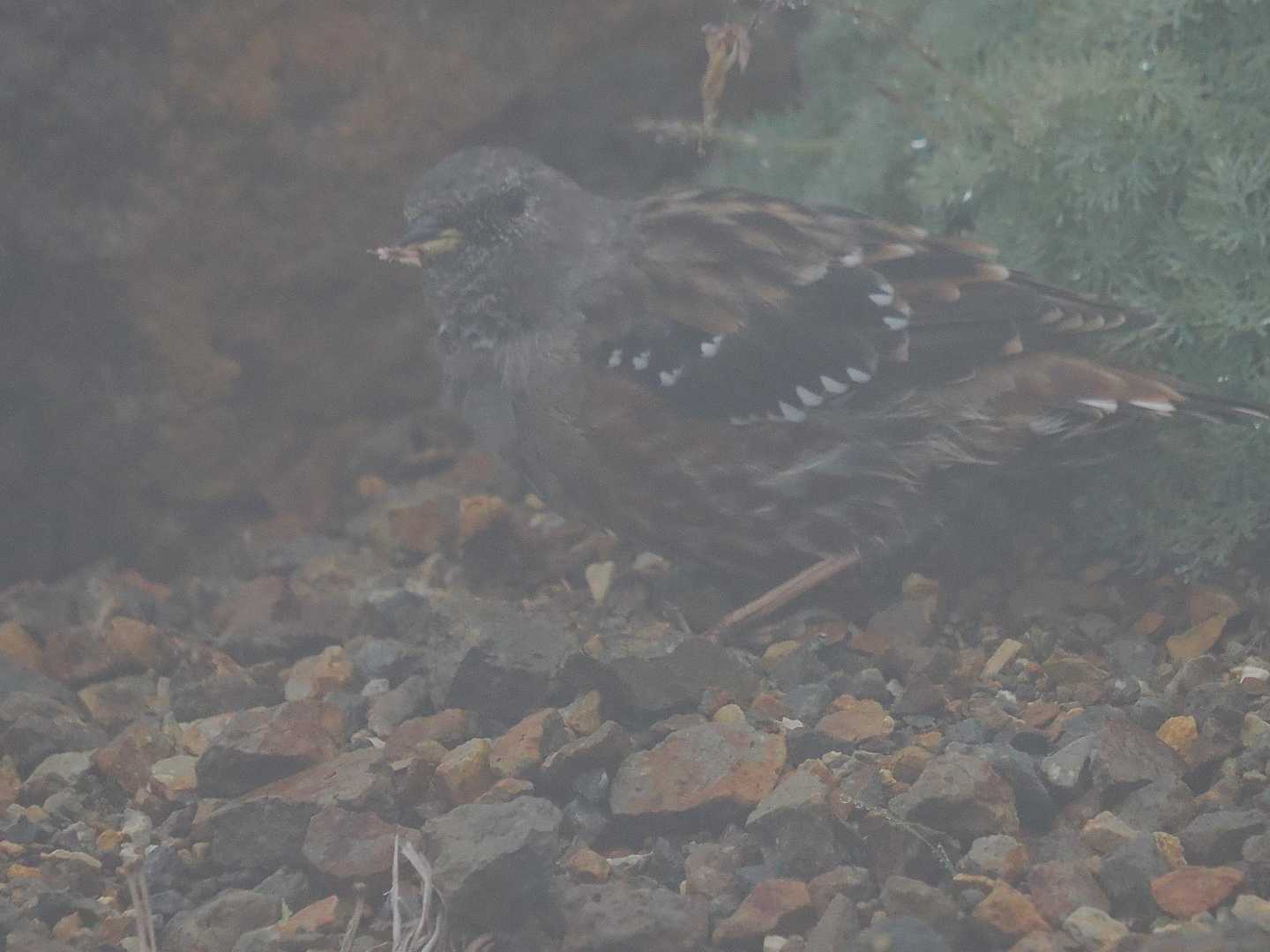 ガスった中でのイワヒバリさん