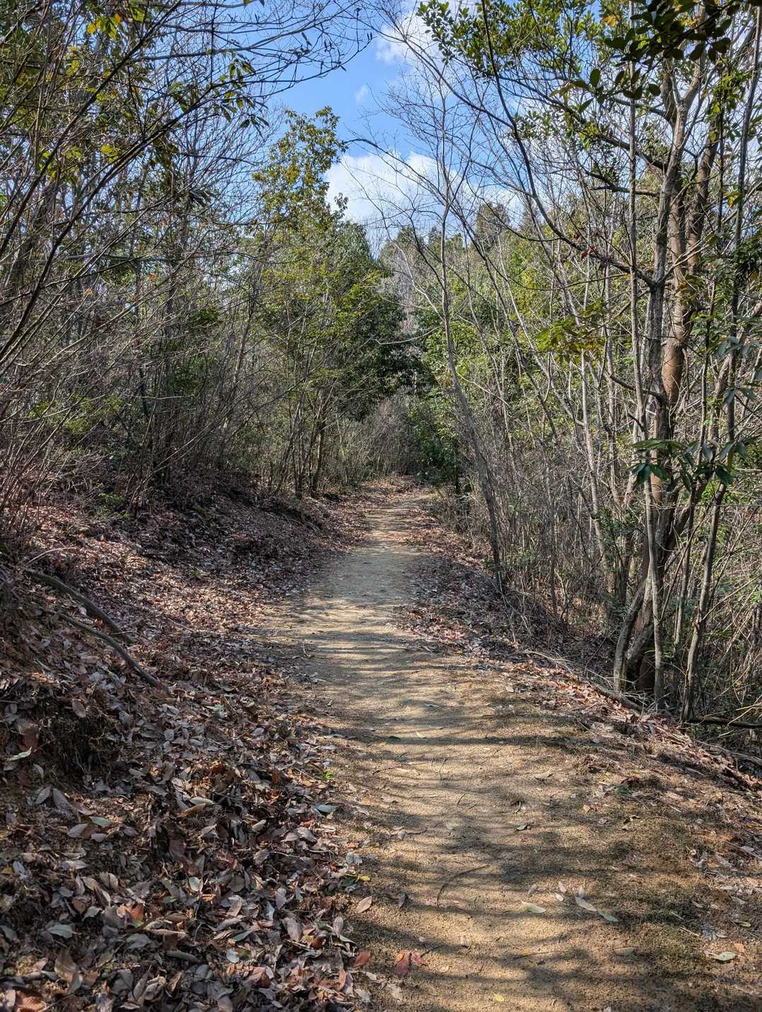 良く整備され登山道
