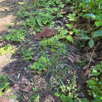 センブリチェック♬
文殊山のセンブリはニョキニョキ伸びてる。