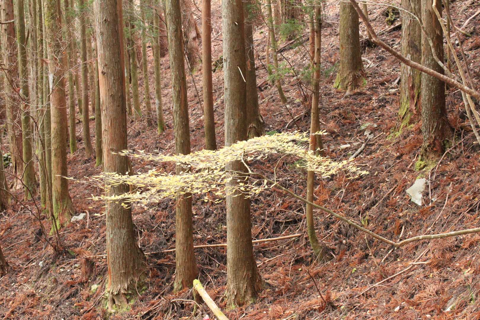この黄色い葉っぱの持ち主は何という木ですか？誰か教えて〜！