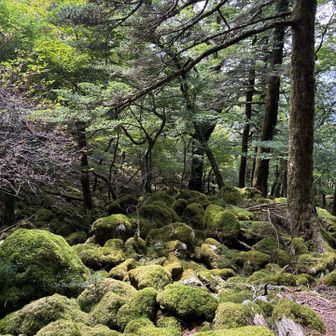 山犬嶽にも負けない苔の名所もあります