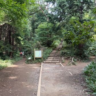 高尾山に向かう際の最初の三俣。真ん中と左は行ったことがあるが、右は行ったことないので探検がてら行ってみるも、登りが緩やかに延々と続きコースが長く時間かかった😭
もう二度と使わないだろうな🤭