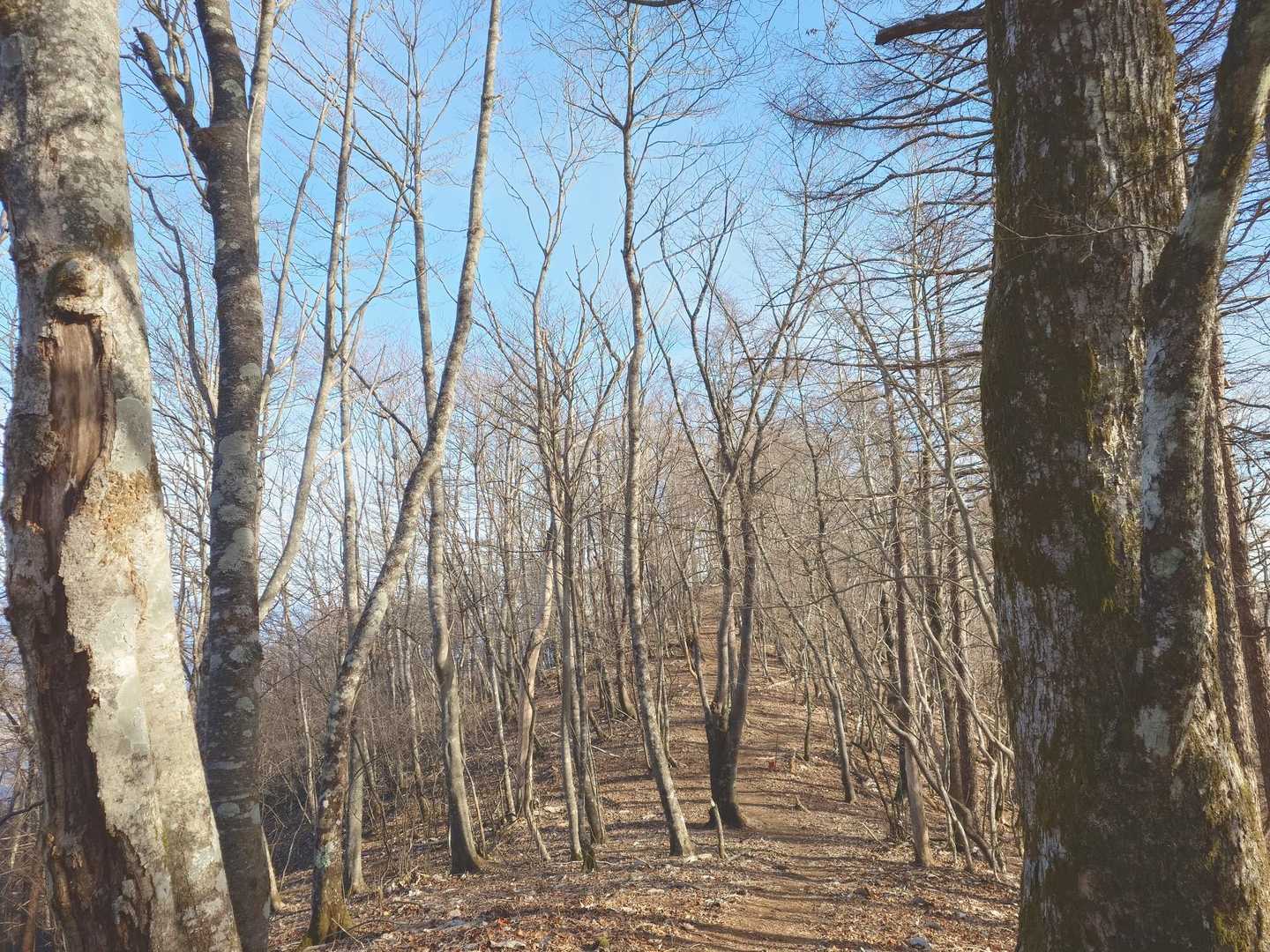 道坂隧道入口バス停-道坂峠-今倉山-水喰ノ頭-菜畑山 往復コースの写真
