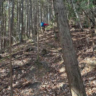 登山口から下山口までこのような樹林帯のアップダウンコースです。