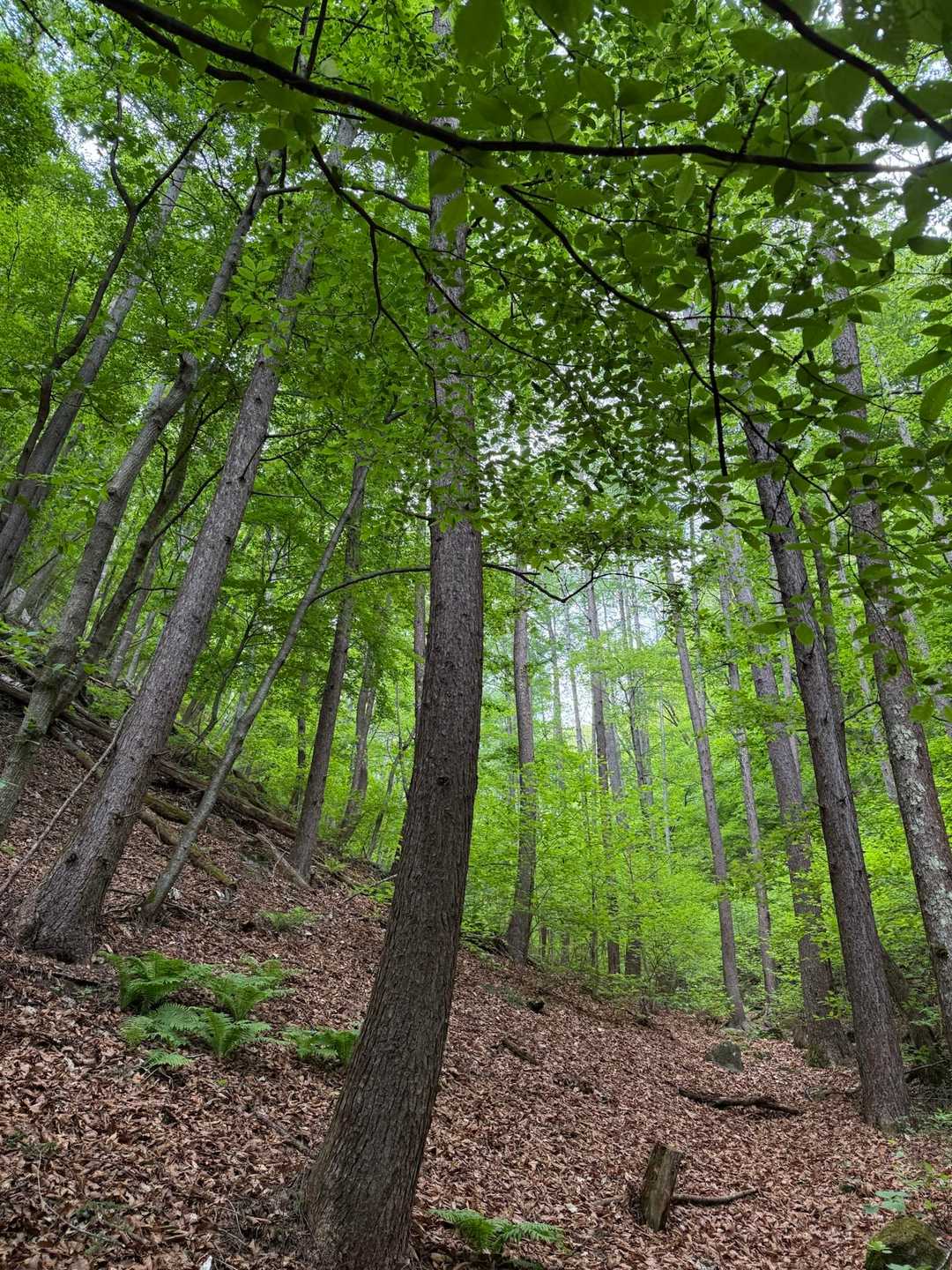 槙沢登山口-茂来山 往復コースの写真