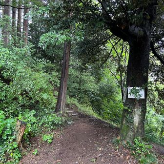 登山道に入ります