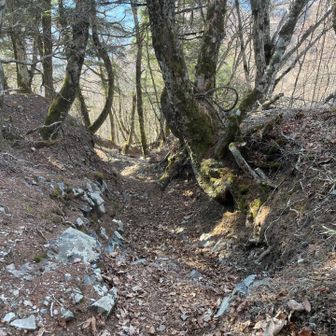 鳳凰山・地蔵岳・観音岳・薬師岳 この急な所降りたら夜叉神峠まですぐだ〜( 'ω' و)و と思って降りてたら3年前に編笠山で仲良くなった山友さんと偶然の再開✨あまりにも嬉しくてむせ込んだ🤣🤣