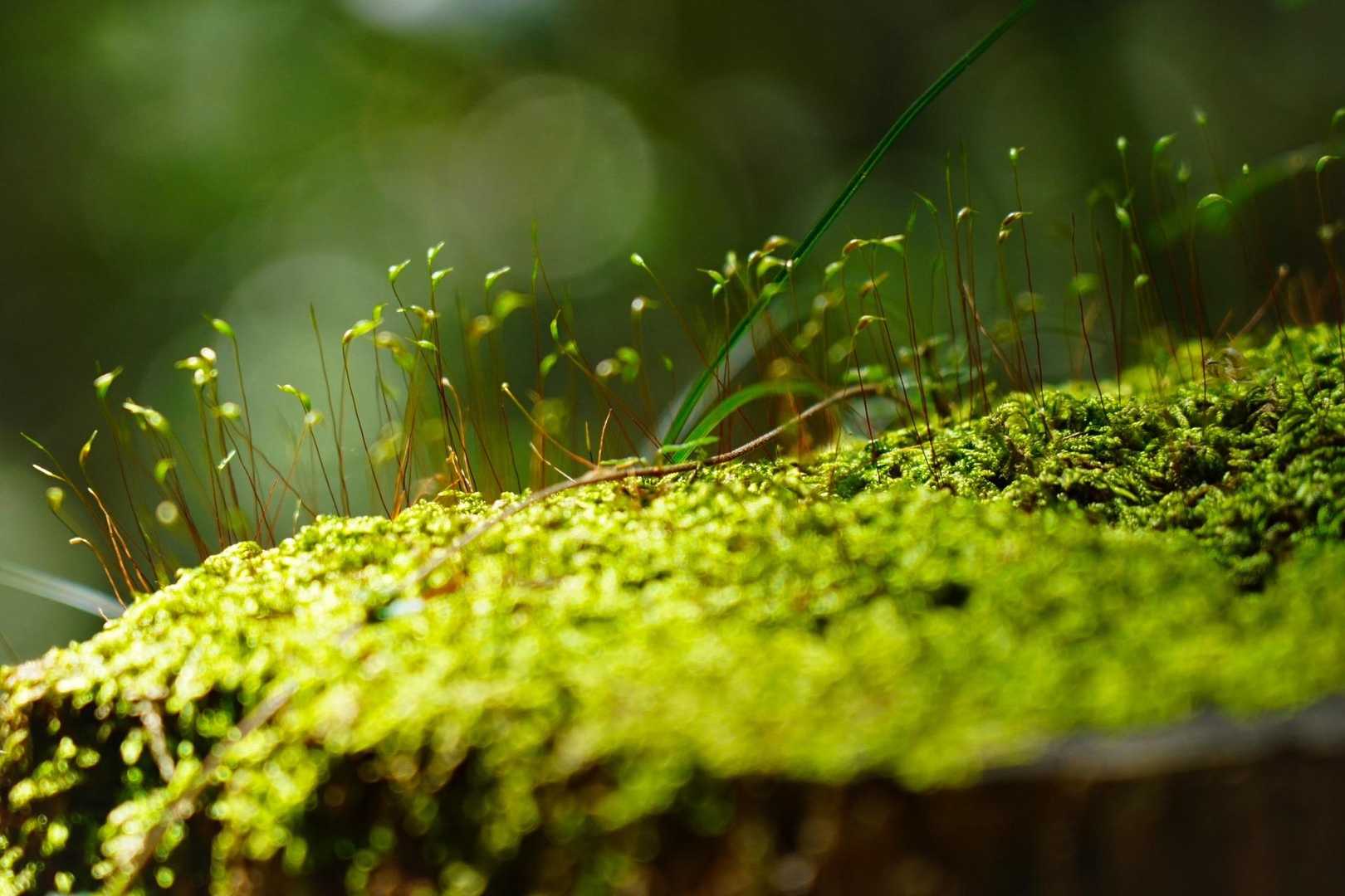 日の出山 往復コースの写真