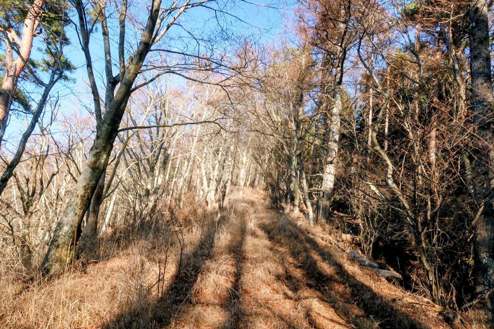登りやすい登山道😙