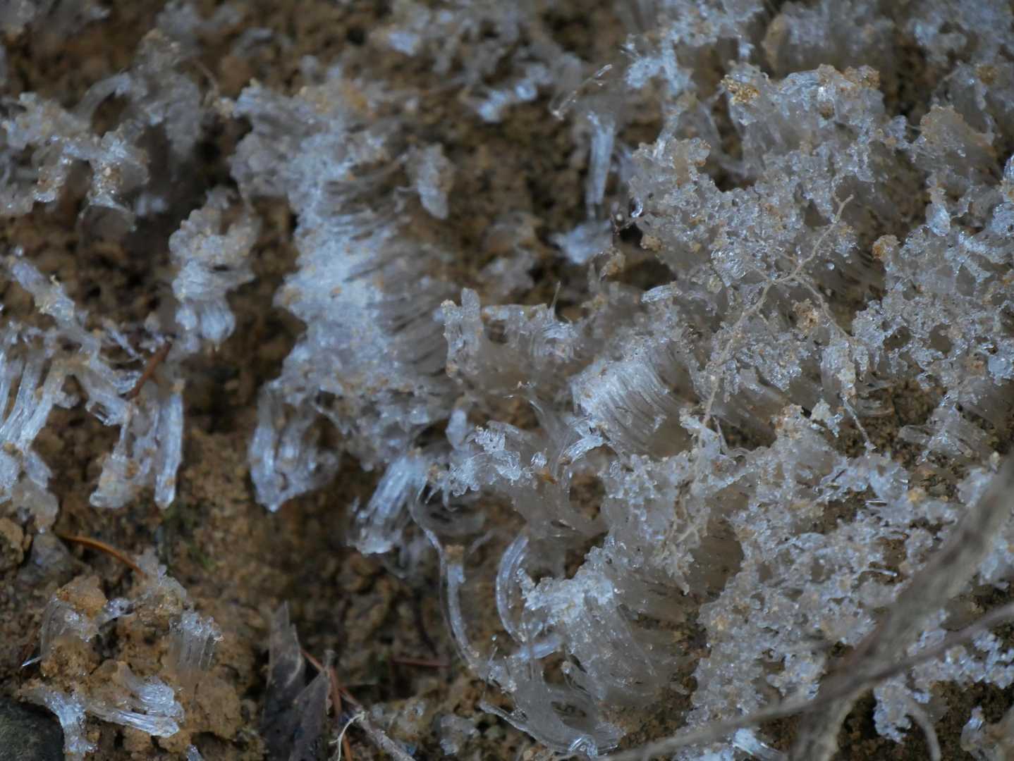 霜柱！