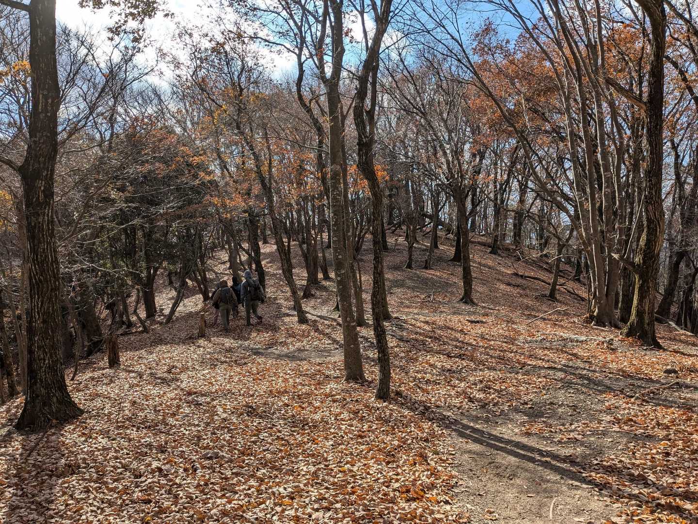 展望のない明ヶ田尾山だったが、明瞭な歩き良いルートだった。