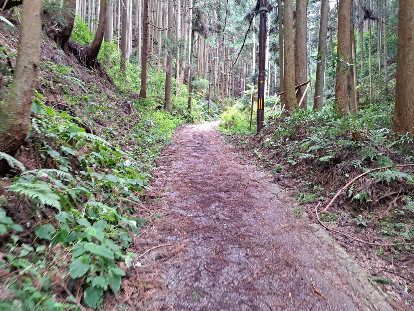 最初は「夏こそ千早本道！」って意気込みでしたが、すっかりブヨブヨな私です。この地味にしんどい上り坂😅(笑)でもう汗だく💦💦
ではお願いします！金剛山❗