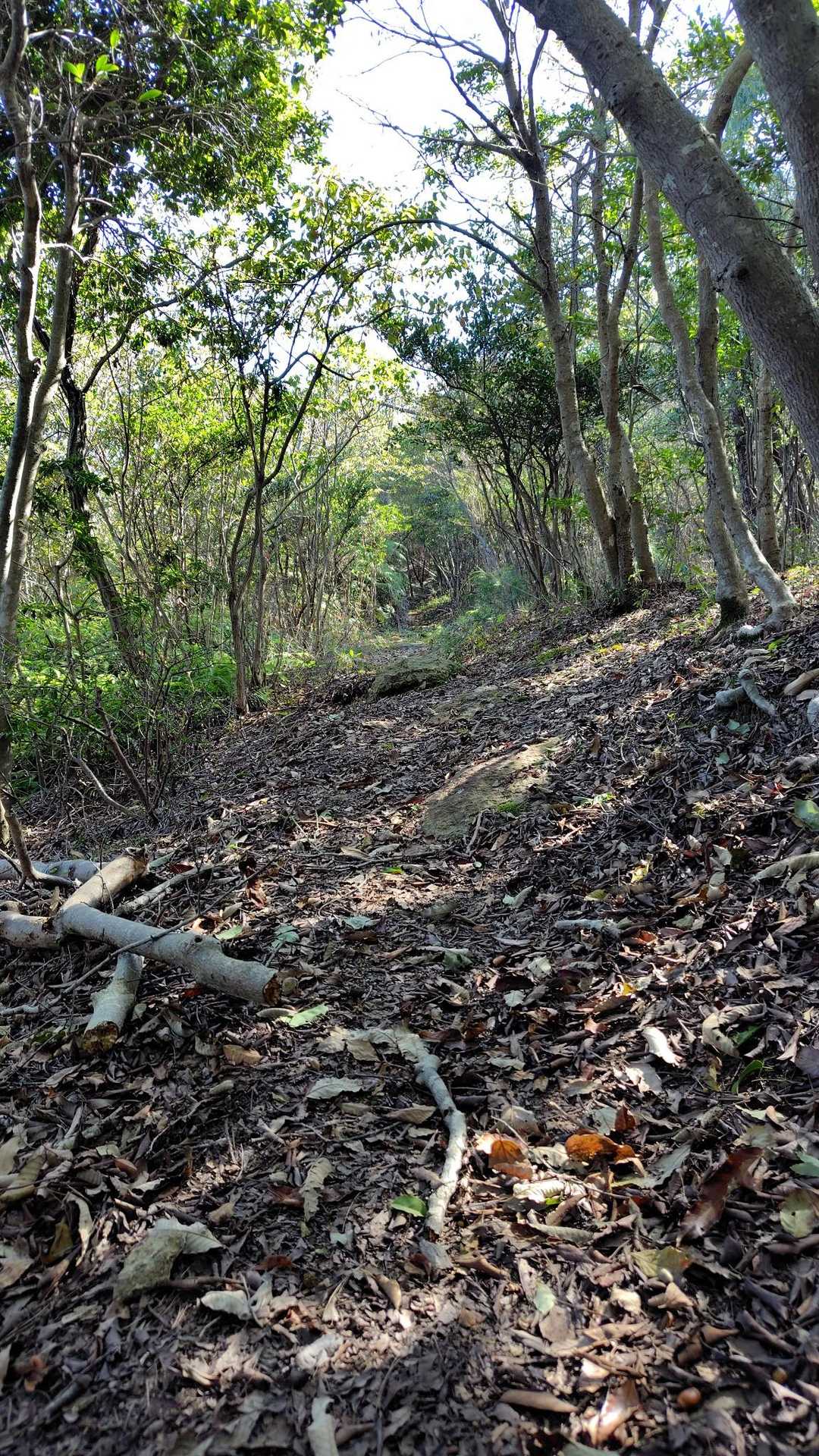 こんな感じの道を登ります