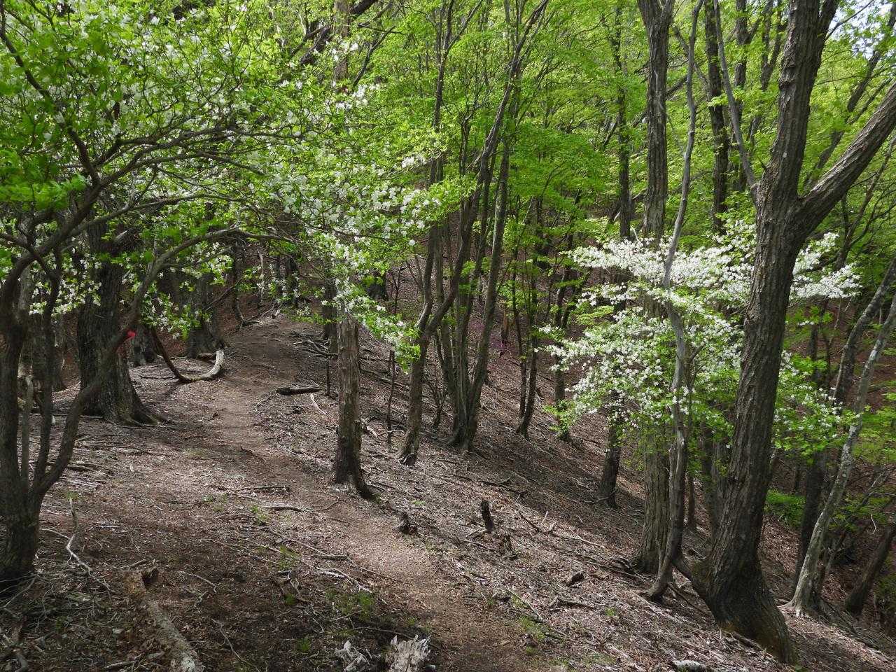 十二山-熊鷹山 往復コースの写真