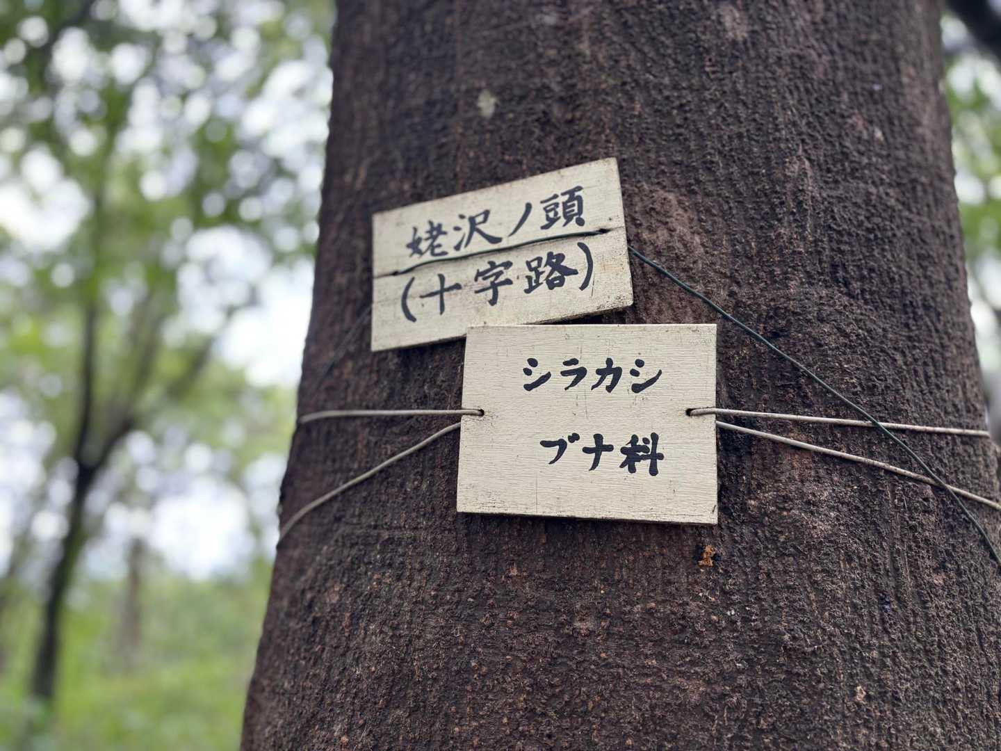 姥沢ノ頭