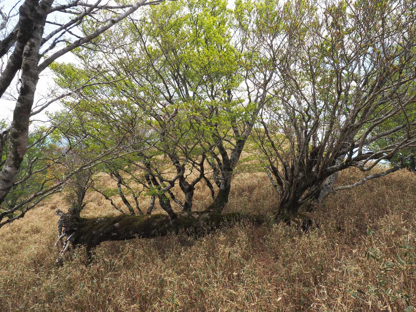 登りで気になってたブナ
倒れても頑張っている🦾