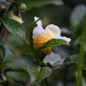 お茶の花