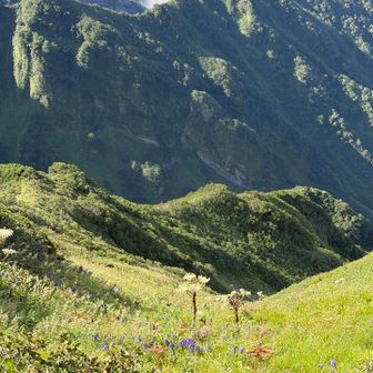 良い感じの花畑です。
危険⚠️過ぎて近寄れないけど。