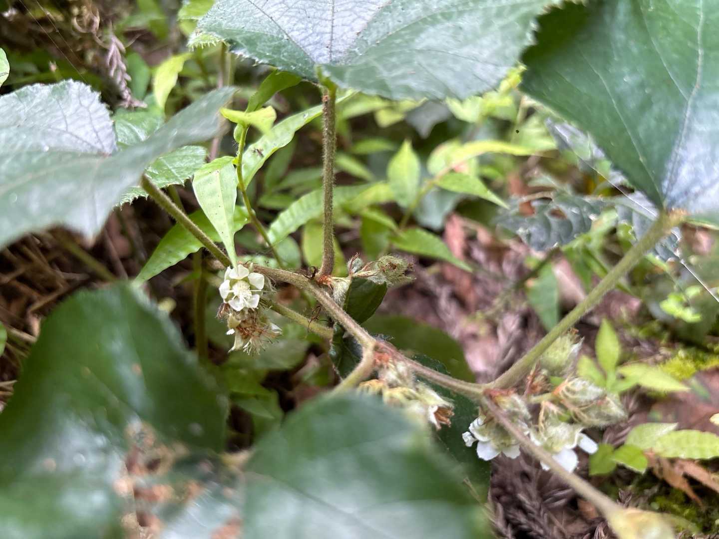 冬イチゴのお花🌸