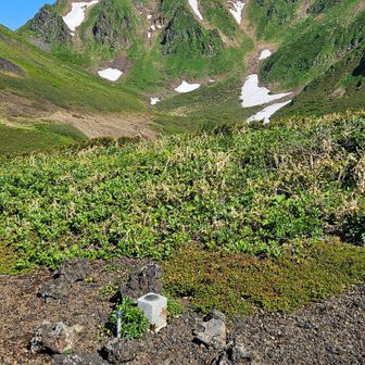小岳山頂🙌
(火山観測用恒久保存)と記された四等三角点風の石柱。
ここで折り返して戻れば良かったです。