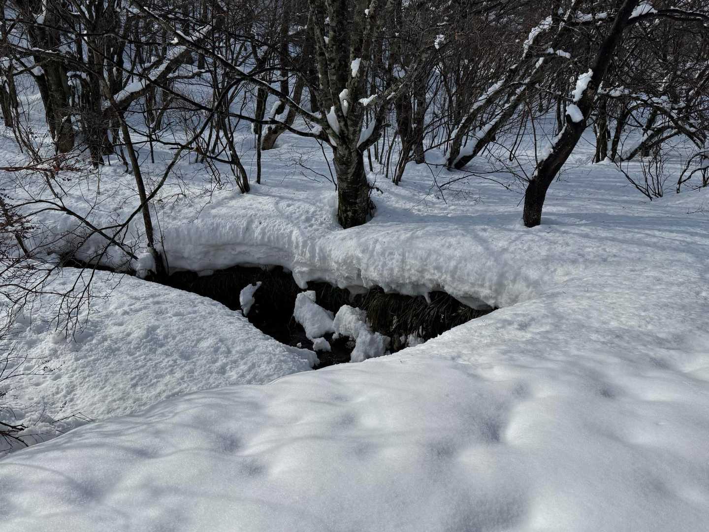 ミソサザイが飛び込みました❗️

ミソサザイは、蜘蛛などを食べるそうです。
食べものが限られることから、単独で生活しているそうです。


メモ📝
日本に居る野鳥で小さいもの

①キクイタダキ
②エナガ
③ミソサザイ