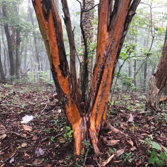 クマ剥ぎか！
すぐ先の山が「熊倉山」だもんなあ。。

8/30 09:50頃に、井戸（上野原市）の登山口から熊倉山までの登山道（P758付近）を横切る熊が目撃されたようです。