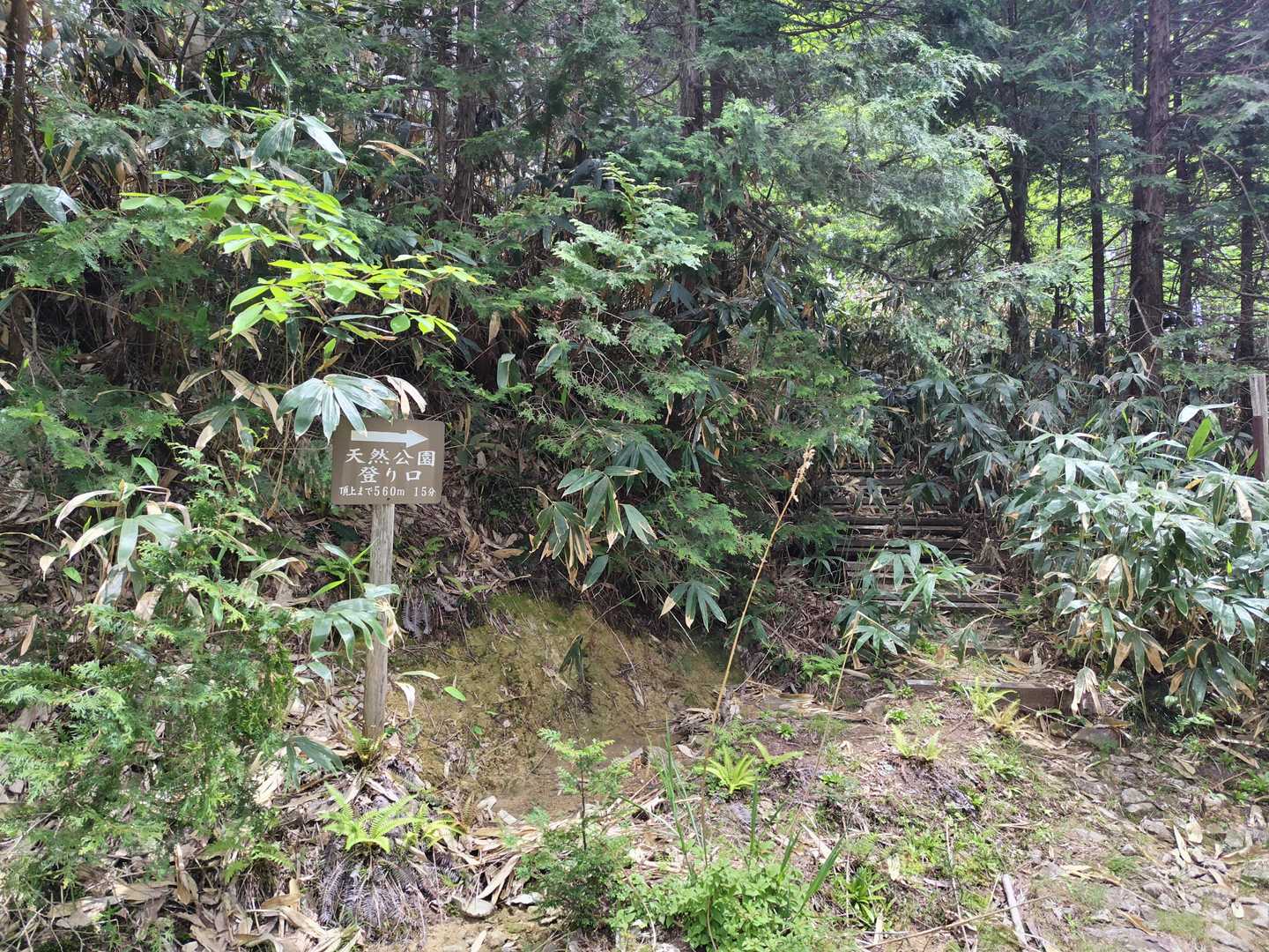 暑い林道を３０分くらい歩くと、ここが山頂への登山口⤴️⤴️⤴️