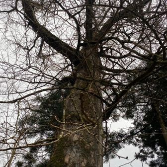 樹齢600年の大銀杏
黄葉の日には眩し過ぎるとほど輝いてのかなと想い描きました