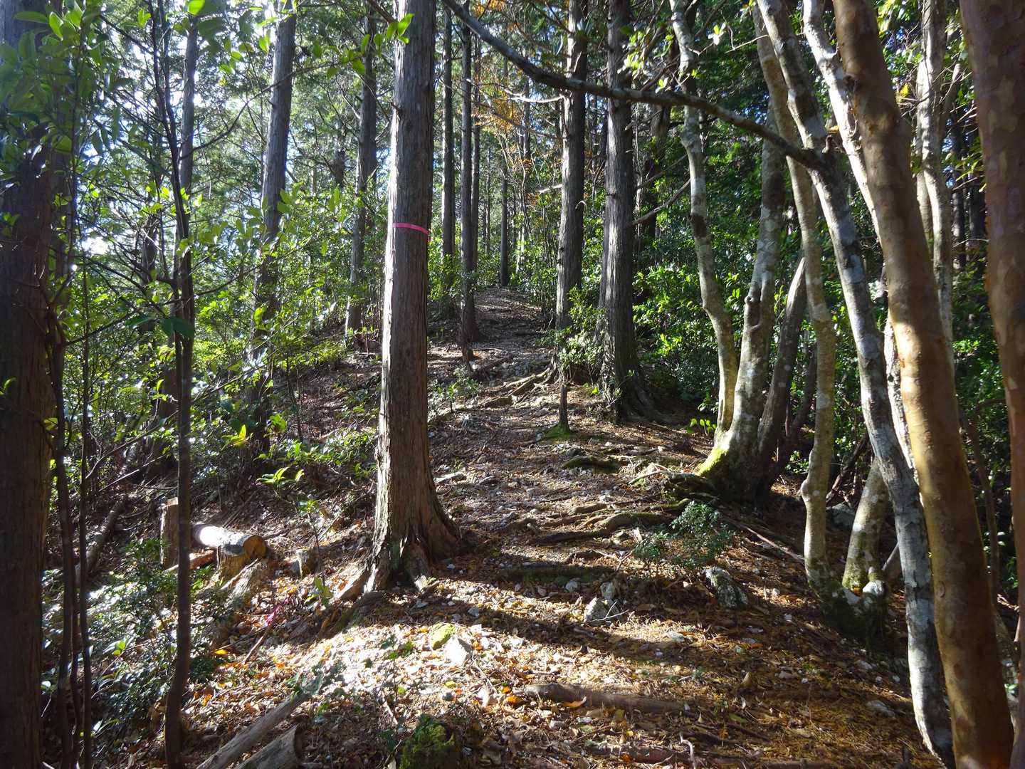 藤越-栃谷山-釈迦岳-釈迦岳 往復コースの写真