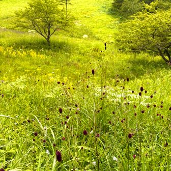 ワレモコウ。秋の草なんですって。もう、山の上は秋の様相かぁ。