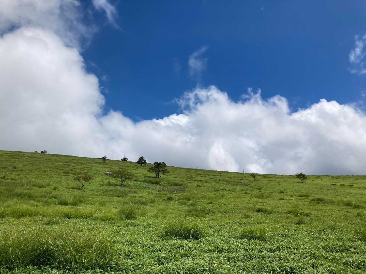 夏の霧ヶ峰
