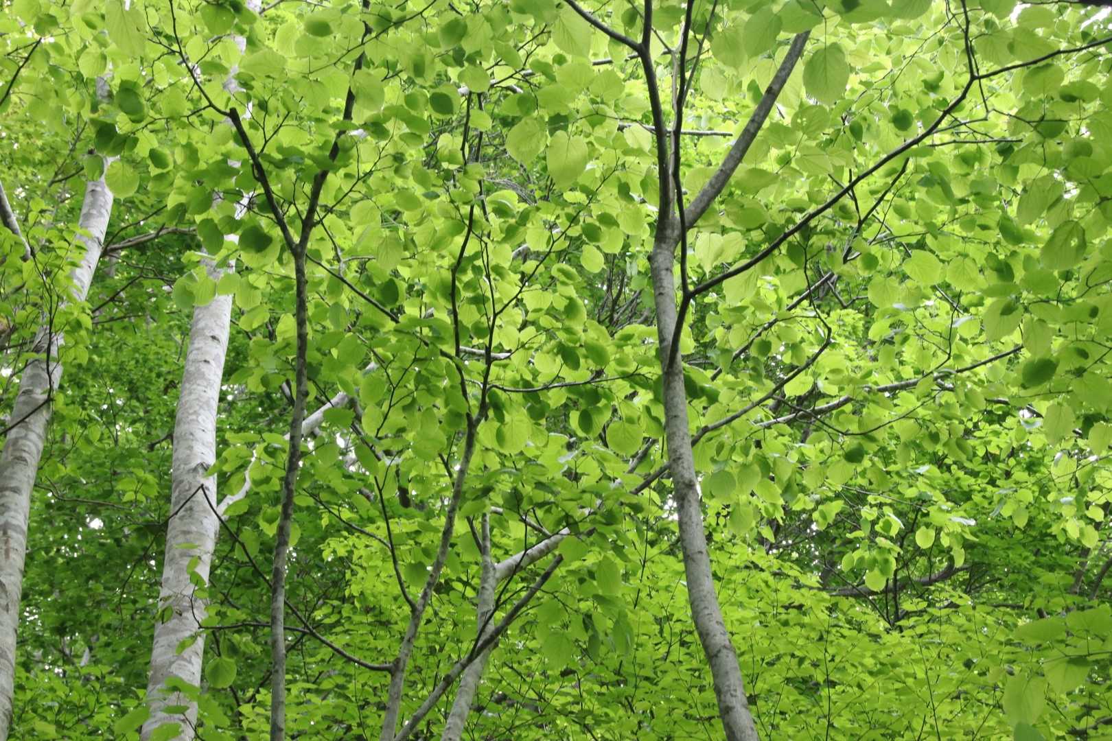 とてもグリーンな新緑🌿
