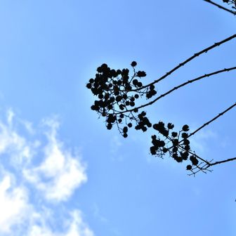 　　　　サルスベリの花ガラ