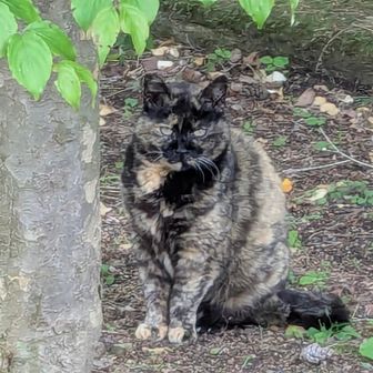 駐車場にいた猫。この仔は初めて見たかも😺