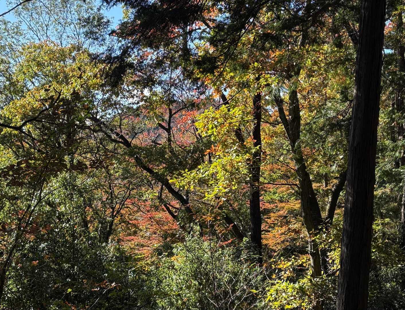 紅葉少し🍁