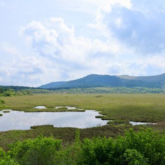 美しい湿原です。