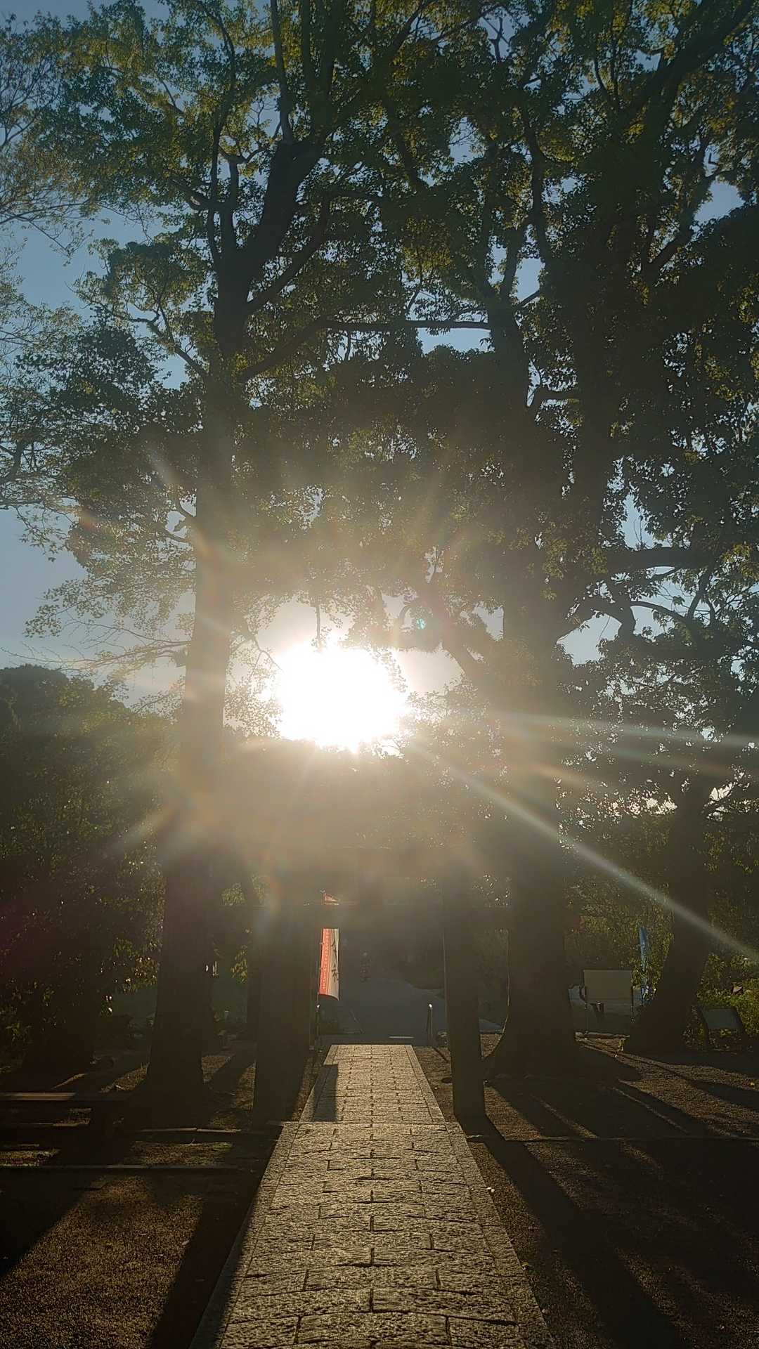 坂本八幡宮より🌄